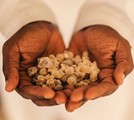 Black Seed: A Prophetic Remedy